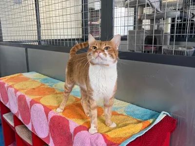 Coco1, adopted